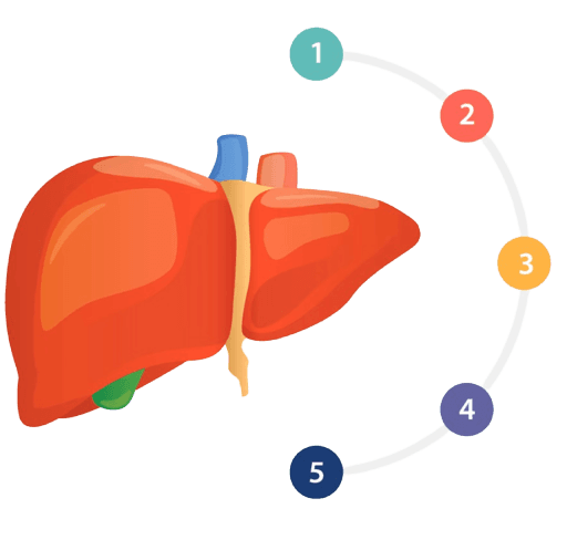 Liver illustration